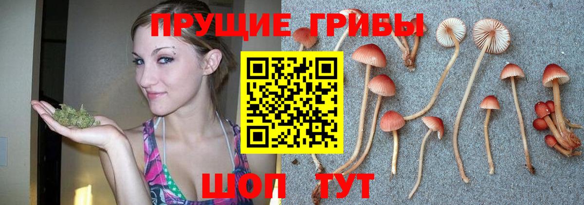 Галлюциногенные грибы Psilocybe Миасс